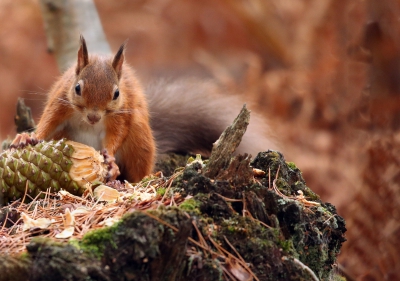 Red Squirrel Feeding on Pine Cone
